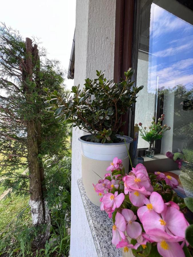 Pensjonat Casa Helen Insurance&Tourism Galócaş Zewnętrze zdjęcie